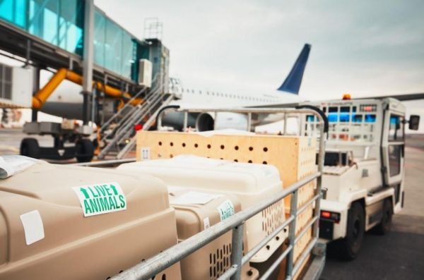 Jasa Ekspedisi Ayam - Gambar 2