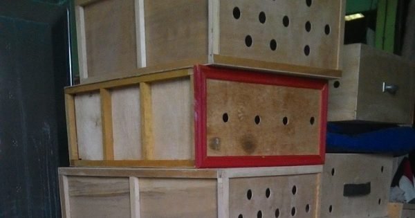 Jasa Ekspedisi Ayam - Gambar 3