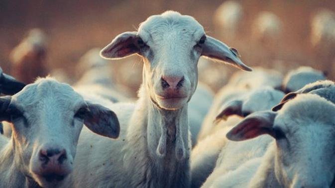 jual beli hewan kurban bandung