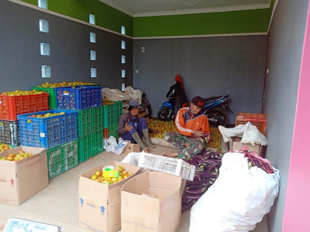 supplier dan pemasok sayuran berkualitas