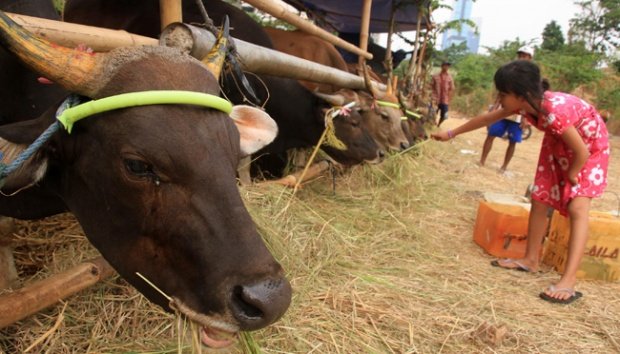 jual beli sapi kurban