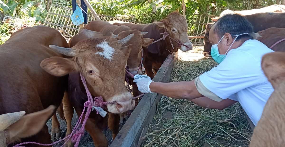 sapi kurban sesuai syariat