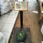 Berat Labu Kabocha Hijau Super