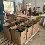 Pemasok dan Supplier Labu Kabocha Hijau dan Orange - Gambar 2