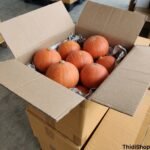 Gudang Labu Kabocha Oren Siap Kirim