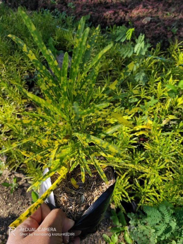 Cara Pembiakan Purung Teri