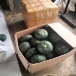 Labu Kabicha Hijau Packing