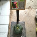 Labu Kabocha Hijau Kelas Super