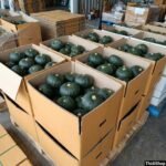 Labu Kabocha Hijau Siap Kirim