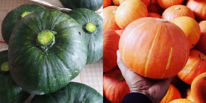 Pemasok dan Supplier Labu Kabocha Hijau dan Orange