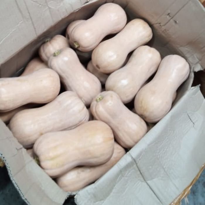 Pemasok dan supplier labu madu murah