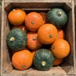 Produsen Labu Kabocha Hijau dan Oren