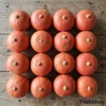 Supplier Labu Kabocha Oren