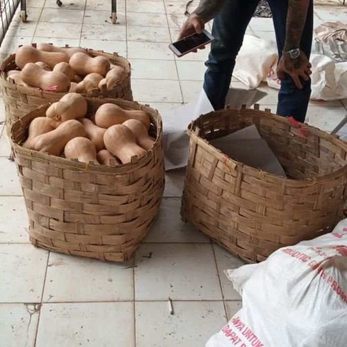 distributor dan supplier labu madu