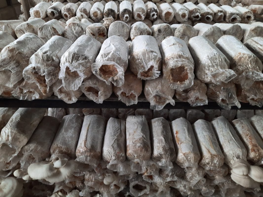 budidaya baglog jamur tiram