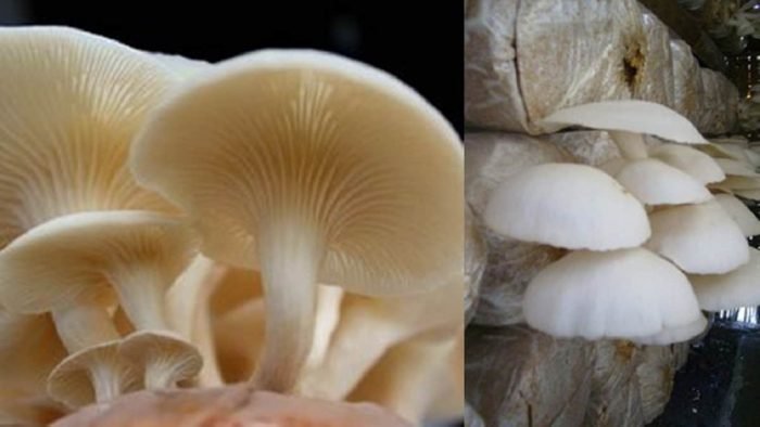 karakteristik jamur tiram