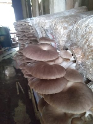 produsen petani dan pemasok baglog jamur tiram putih dan coklat 01