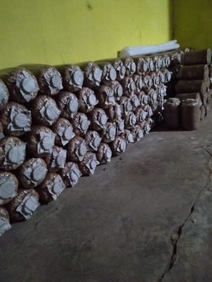 produsen petani dan pemasok baglog jamur tiram putih dan coklat 05