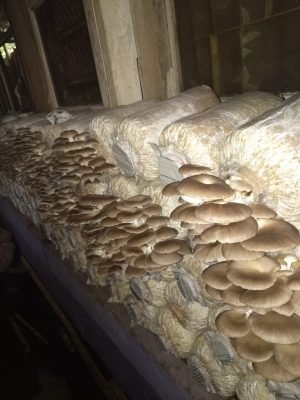 produsen petani dan pemasok baglog jamur tiram putih dan coklat 06