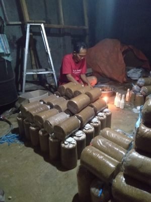 produsen petani dan pemasok baglog jamur tiram putih dan coklat 07