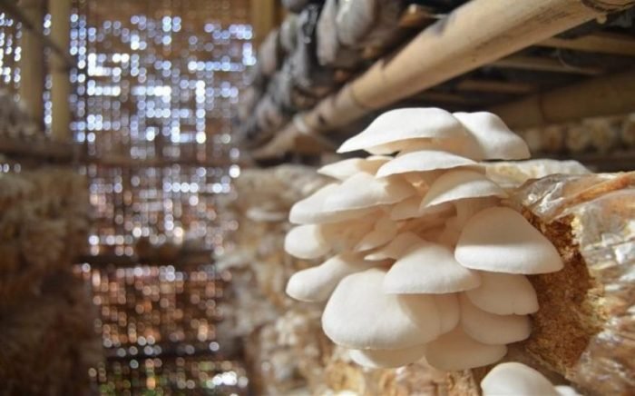 siklus hidup jamur tiram